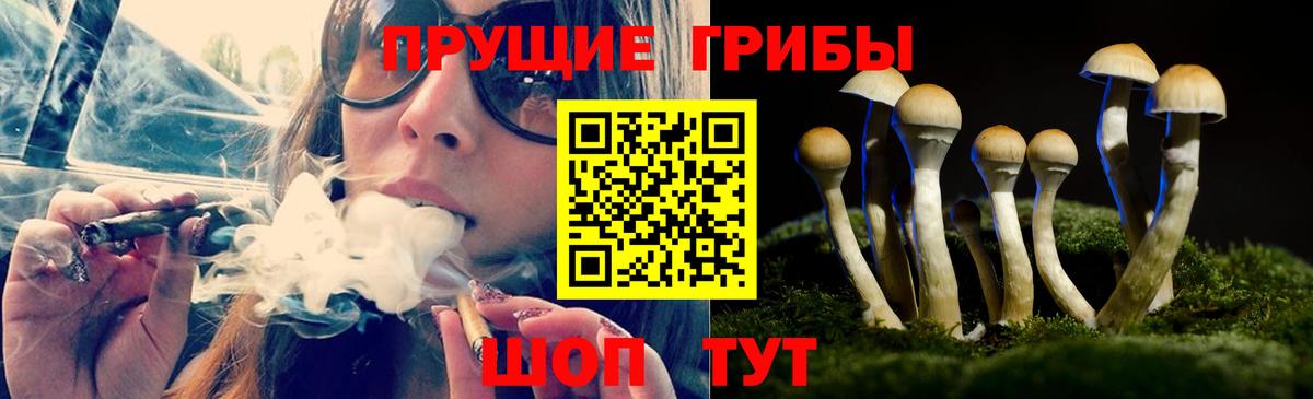 Псилоцибиновые грибы Psilocybine cubensis Ялта
